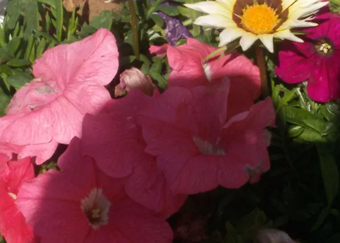 Aparthotel Flokkas Protaras