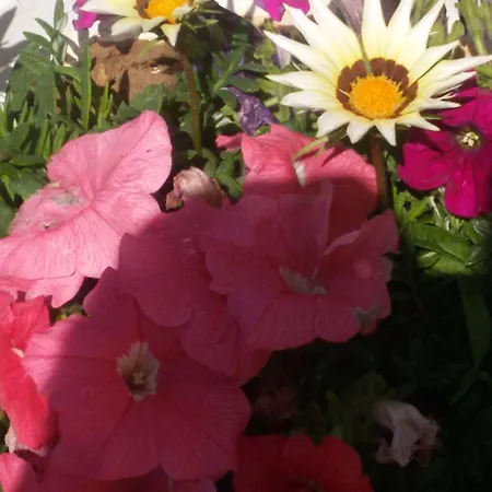 Aparthotel Flokkas Protaras